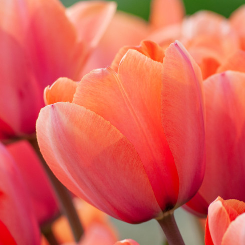 Tulpe „Apricot Impression“, Blumenzwiebeln, Tulpenzwiebeln, Größe 9/10, 50 Stück