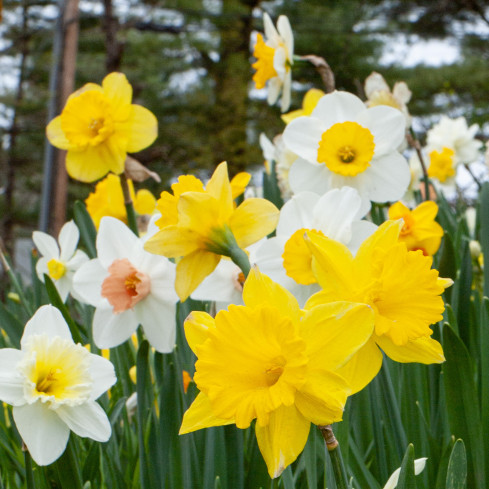 CEB8 Narzissen, Narzissenzwiebeln, botanische Narzissen, Blumenzwiebeln, Farbmischung, 50 Stück