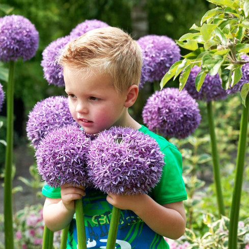 CEB22 Riesen-Zierknoblauch, Knoblauchzwiebeln, Allium-Blumenzwiebeln „Gladiator“, 1 Stück, 20/+