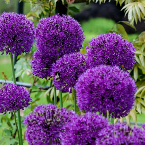 CEB23 Riesen-Zierknoblauch, Knoblauchzwiebeln, Zwiebel „Allium Purple Rain“, 5 Stück, 12/14