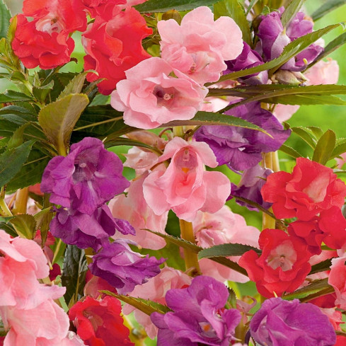 R1132 BALSAMIN KAMELIE ZWERG SAMEN BETT TOPF PASTELL BLUMEN