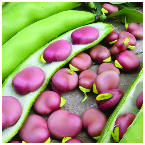 W1007 BOTH Vicia faba L. var. major karminrot fruchtbar schmackhaft früh 30G