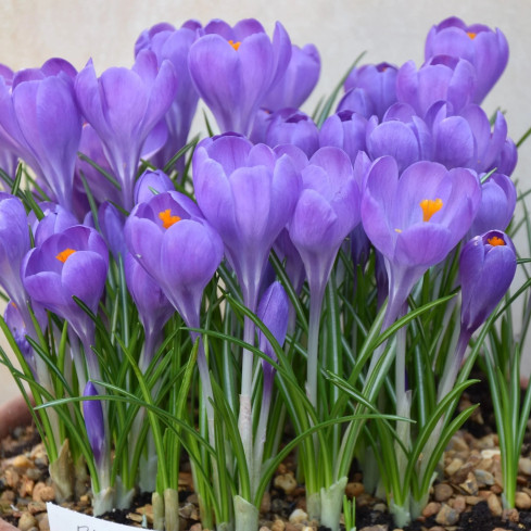 Krokus „Aqua“, Blumenzwiebeln, Krokuszwiebeln, Größe 6/7, 50 Stück.