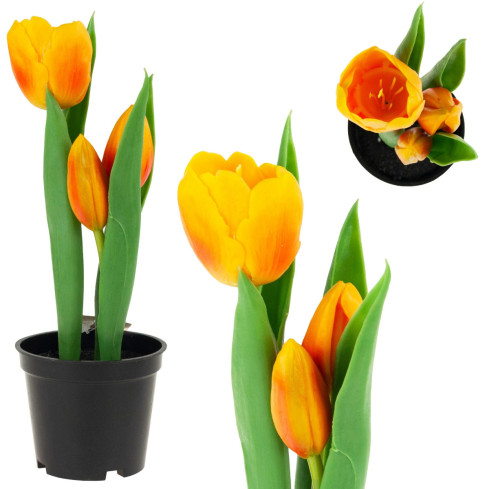 CV10553-4 TULPEN GUMMIERTE BLUMEN ALS LIVE PREMIUM IM TOPF ORANGE