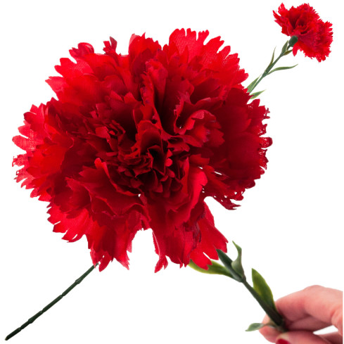 CV22527-6 NELKE EINZELNE BLUME ROT SCHÖN