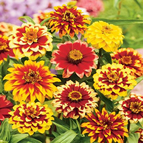 R2069 PERSIAN CYNIA SEEDS MIX COLOURFUL FLOWERS für Schnittblumen