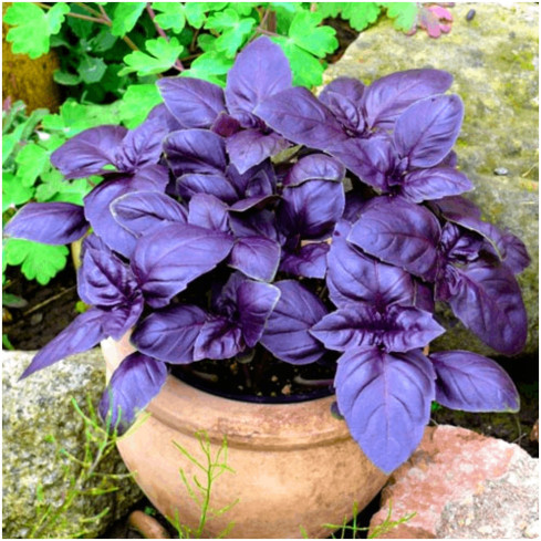 Z3002 RED AROMATIC BAZLIA FOR MIXED MEAT Sauce Ocimum basilicum 'Purpurascens'
