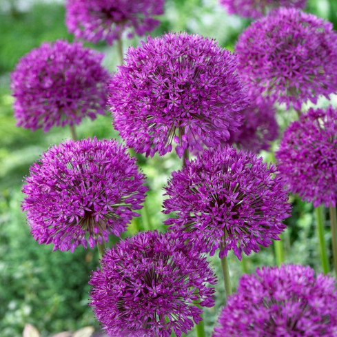 CEB21 Zierknoblauch, Knoblauchzwiebeln, Blütenzwiebeln „Allium aflatunense“, 50 Stück