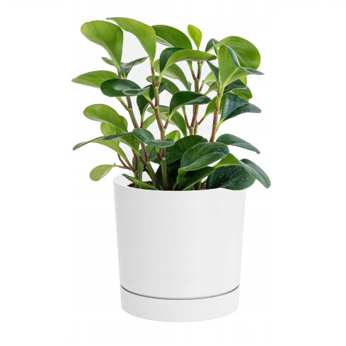 DPOP350-S449 TOPF TUBO P WEISS
