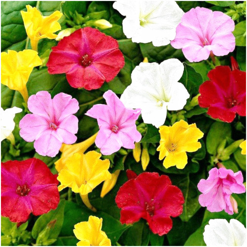 R2093 RIDDLER 2G Samenblumen TORAF mehrfarbig Blumenbeete fluoreszierende Farbe