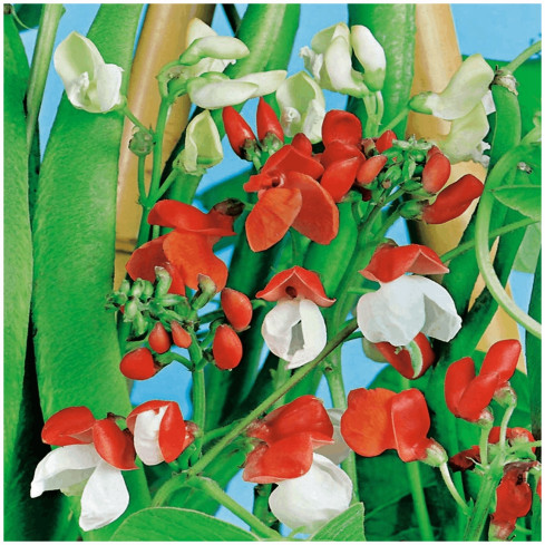 R2096 ORNATIVE FASOLA MIX SAMEN EIN JAHR ALT FÜR WÄNDE ALTAN TARAS 6SZT.