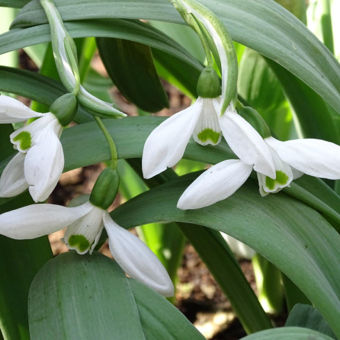 Galanthus „Elwesii“ (Schneeglöckchen), Blumenzwiebeln, Größe 4/5, 50 Stück.