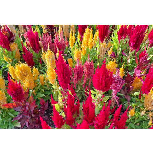 R2067 PIERNISH CELOZIA MIX COLOUR-FREE FLOWERS MIX DECORATION Garten