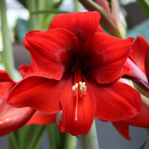 Hippeastrum „Zwartnica Red Lion“, Amaryllis, Größe 24/26, leuchtendes Rot, 1 Stück