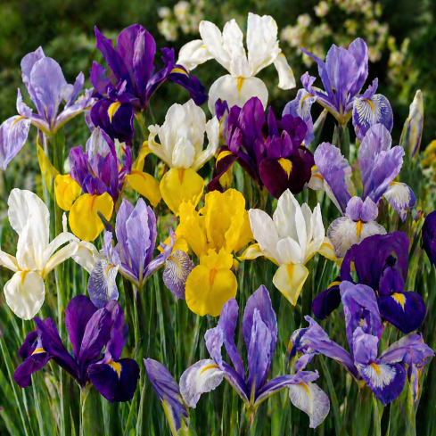 Holländische Iris, Iris hollandica, Schwertlilie, Blumenzwiebeln, Größe 6/7, 50 Stück.