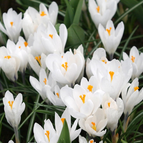 CEB11 Krokus-Zwiebeln, Krokusse, weiße Krokusse „Jeanne d'Arc“, 50 Stück