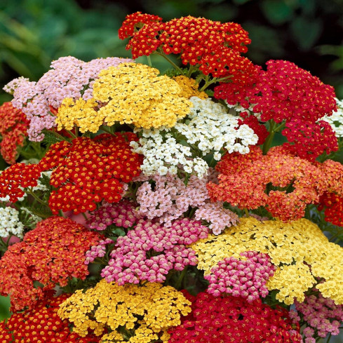 R2140 SCHAFGARBE SAMENMISCHUNG BEETBEPFLANZUNG MEHRJÄHRIG FÜR SCHNITTBLUMEN