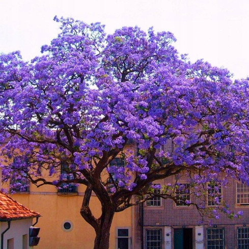 CESAR PAULownia (Sauerstoffbaum) CO2