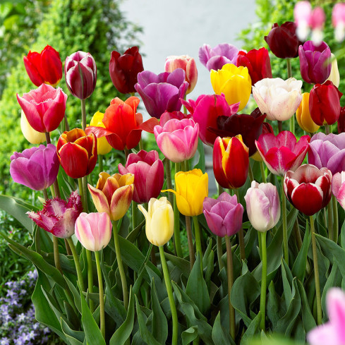 Tulpen-Pflückgarten-Mischung, Tulpenzwiebeln in verschiedenen Sorten, Größe 9,5/10, 50 Stück