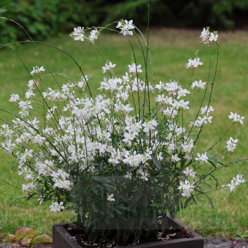 R5505 GAURA WHITE SEEDS Weiße BLÜTEN FÜR DEN GARTEN FERTILISER'S PLOT