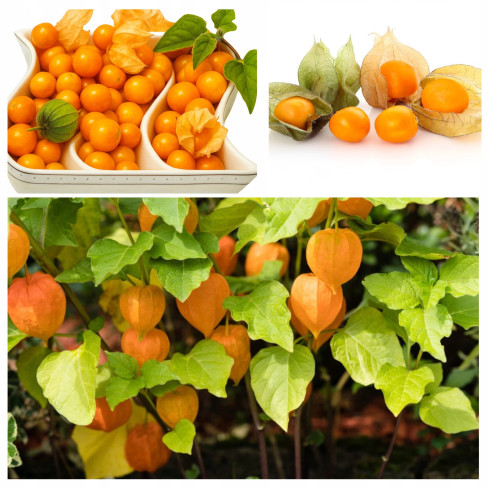 W1185 BRAZILIAN ROSE SEEDS Inka-Beere Zier-, Heil- und essbare Frucht