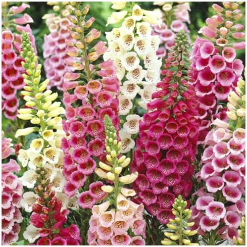 R2184 Digitalis purpurea MIX zweijährig gefleckt Digitalis purpurea