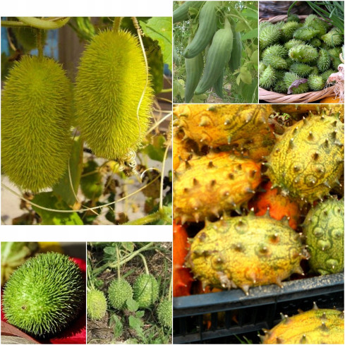 R2190 ZIERGURKENMISCHUNG ÄHREN EXOTISCH LANGSTIELIG TERRASSE BALKON CUCUMIS SP.