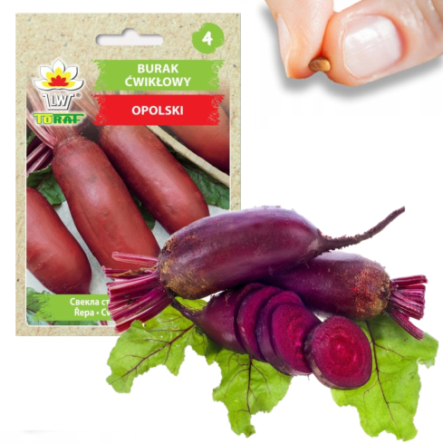 W1014 ROTE BETE SAMEN ROTE BETE LÄNGLICH ROTE BETE OPOLSKI GEMÜSE PRODUKTIV 10G