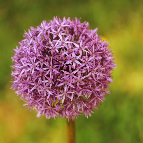 Allium-Blumenzwiebeln, Knoblauch „Red Giant“, Größe 10/12, 10 Stück