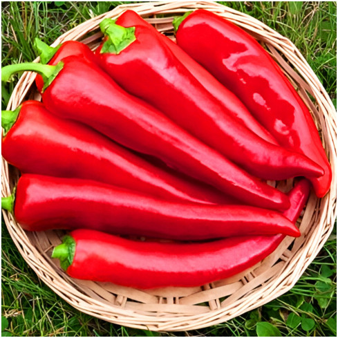 W1314 SMELLY PAPER MARCONI PLENTY OF SWEET FRUIT lang, konisch, rot Capsicum annuum L. 0,5G