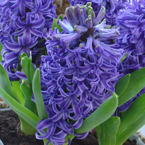 Hyazinthe „Blue Pearl“, Blumenzwiebeln, Hyazinthenzwiebeln, Größe 14/15, 5 Stück