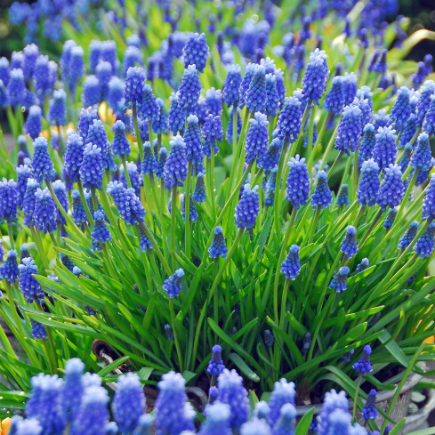 Muscari armeniacum (Armenischer Blauer Glanz), Blumenzwiebeln des Armenischen Blauen Glanzes, Größe 6/7, 50 Stück.