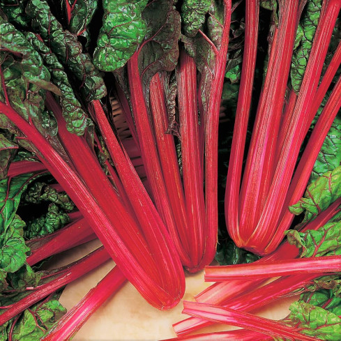 W1017 LEAFY BEET saftig fleischig wie Spinat mit Spargel RHUBARB CHARD 5G