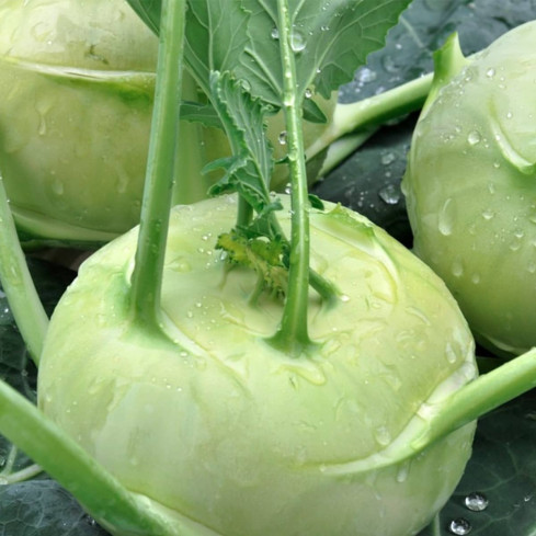 W1075 RIESENKOHLRABI SAMEN WEISSES SCHMACKHAFTES FRUCHTFLEISCH KEINE HOLZIGKEIT VERARBEITUNG VIEL FRUCHTFLEISCH1G