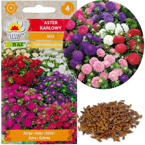 R0371 ZWERG-ASTER-MIX 1G SAMEN SAATGUT-MIX ASTRA FÜR BLUMENBEETE