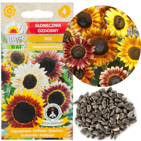 R4232 ZIERSONNENBLUMENMISCHUNG MULTISTEM-SAATGUT 2G EINJÄHRIGE TRAUBENPFLANZE