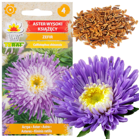 R4300 DUKE'S ASTER TALL ZEPHYR 1G SAMEN LILA UND WEISSE BLÜTEN