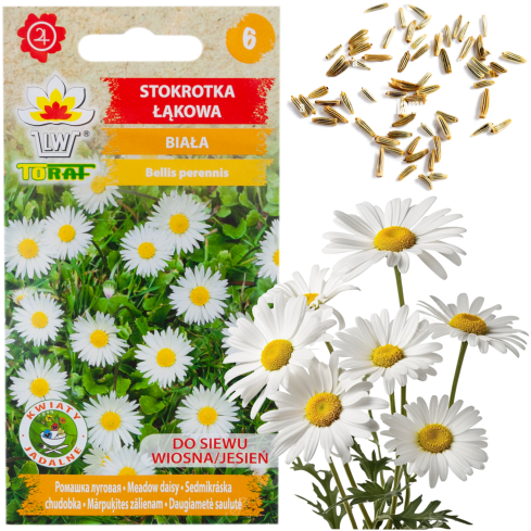 R4638 WIESE GÄNSEBLÜMCHEN WEISS RASEN GÄNSEBLÜMCHENSAMEN 0.2G