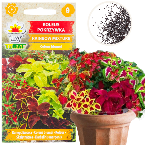 R6663 KOLEUS BRENNNESSEL 0,2G BLUMENSAMEN REGENBOGENMISCHUNG