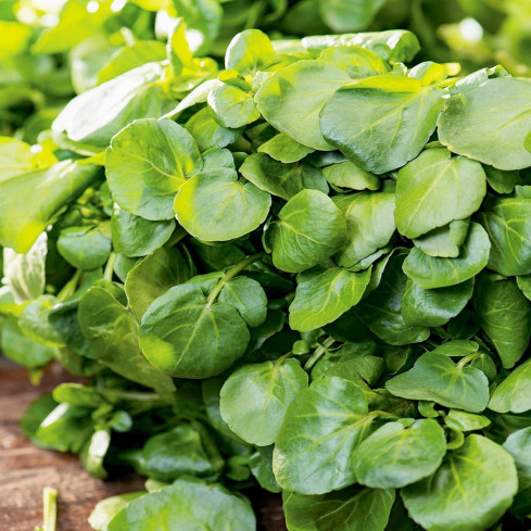 W1187 Brunnenkresse vitaminreiches Gemüsesaatgut mit hohem Ertrag winterhartes Superfood