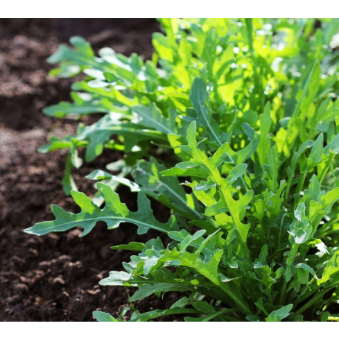 W1188 WILDWACHSENDE RUCOLA-SAMEN SAFTIG-SCHARFE SALATBLÄTTER SANDWICH 1G