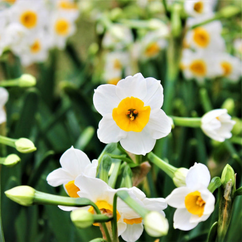 Polnische Narzisse (Canaliculatus), Blumenzwiebeln, 50 Stück