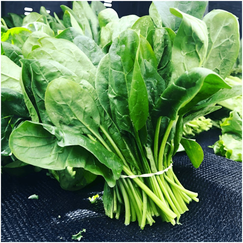W1232 SAUERAMPFER SAMEN MEHRJÄHRIG VITAMINE EISEN KALIUM FROSTHÄRTE 3G