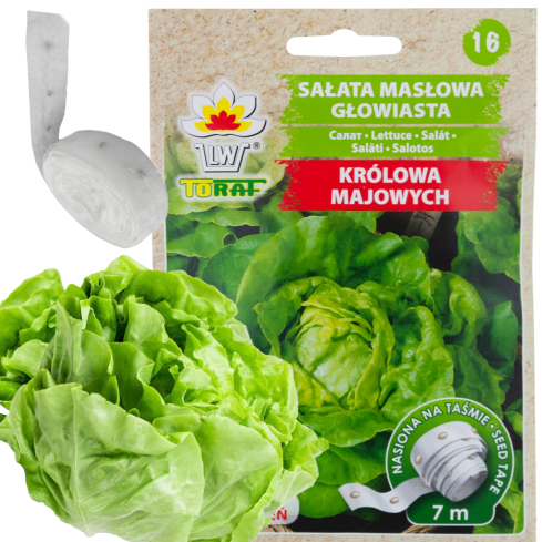 T8013 MAJOR KING'S BRASSLEY SAY auf 6M SEED TAPE