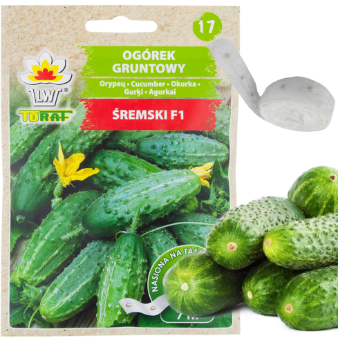 T8636 SREM GURKE AUF SAATBAND 7M SAATGUT PRODUKT FÄULNISRESISTENT