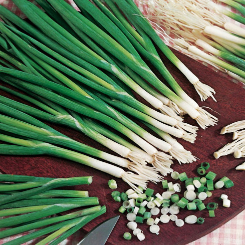 W1022 SEVENTEEN BAYKAL CEBULA GESCHMACK AROMATISCH HAPPENING Allium fistulosum L. 3G