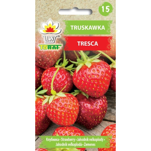 W1182 ERDBEERE TRESCA SÜSSE SAFTIGE ERDBEERE SAMEN FÜR DEN BODEN UND TOPF