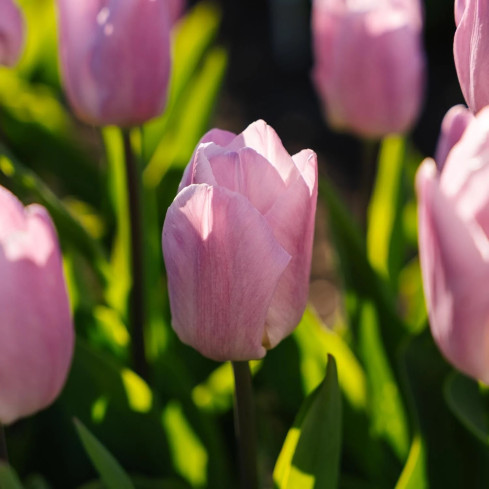 Tulpe „Candy Prince“, Tulpenzwiebeln, Blumenzwiebeln, Größe 9/10, 50 Stück