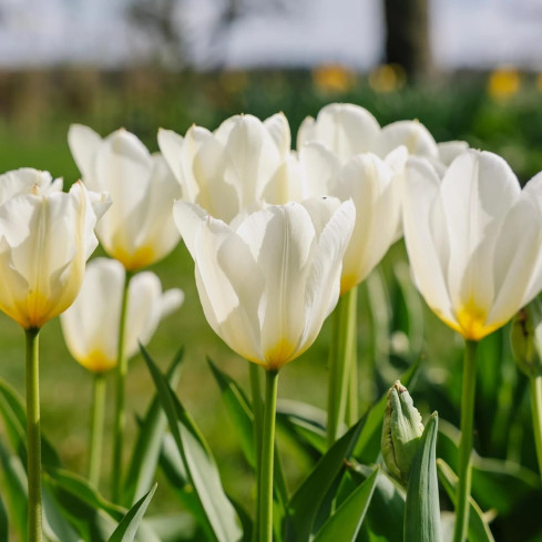 Tulipe „Purissima“, Tulpenzwiebeln, Blumenzwiebeln, Größe 9,5/10, 50 Stück.