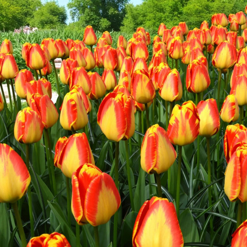 CEB1 Tulpenzwiebeln, Tulpenzwiebeln, Blumenknollen, rot-gelb „Banja Luka“, 50 Stück